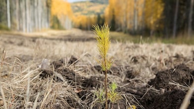 A tree seedling.
