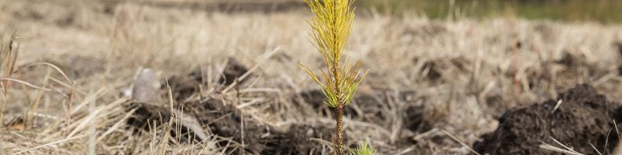 A tree seedling.