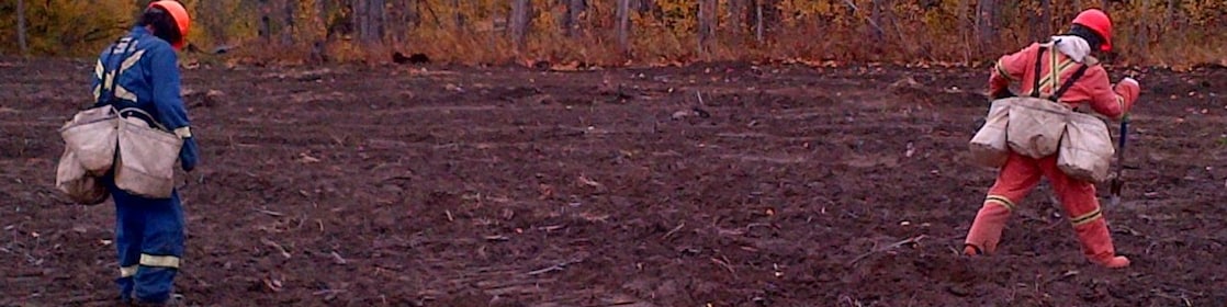 groundbirch native plant reclamation