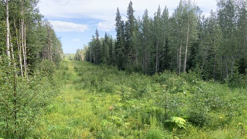 groundbirch native plant reclamation