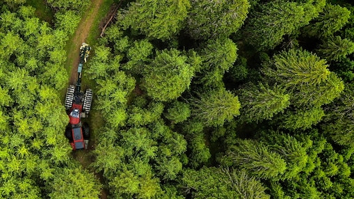 Forestry
