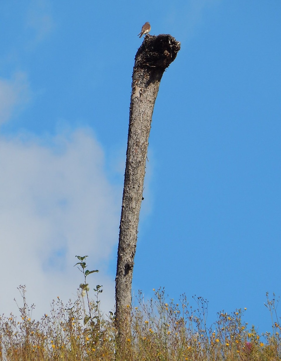 A Merlin sits atop a raptor perch. Rigorous monitoring of these perches indicates they are being used by raptors, including Bald Eagles, for consuming fish from Jackpine Lake.
