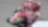 Ducati riders racing near-at-hand in Spain