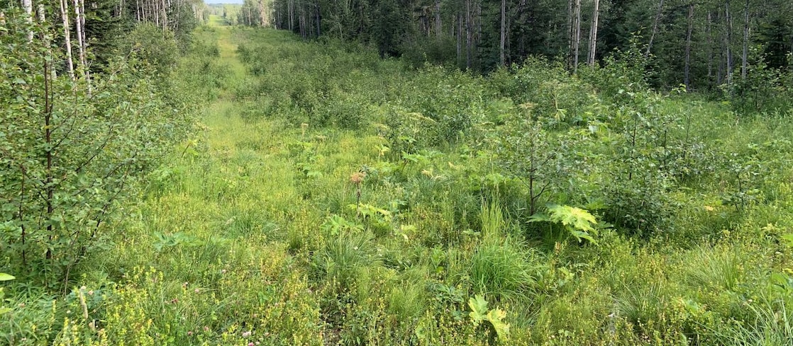 Remise en état à l’aide de plantes indigènes de Groundbirch