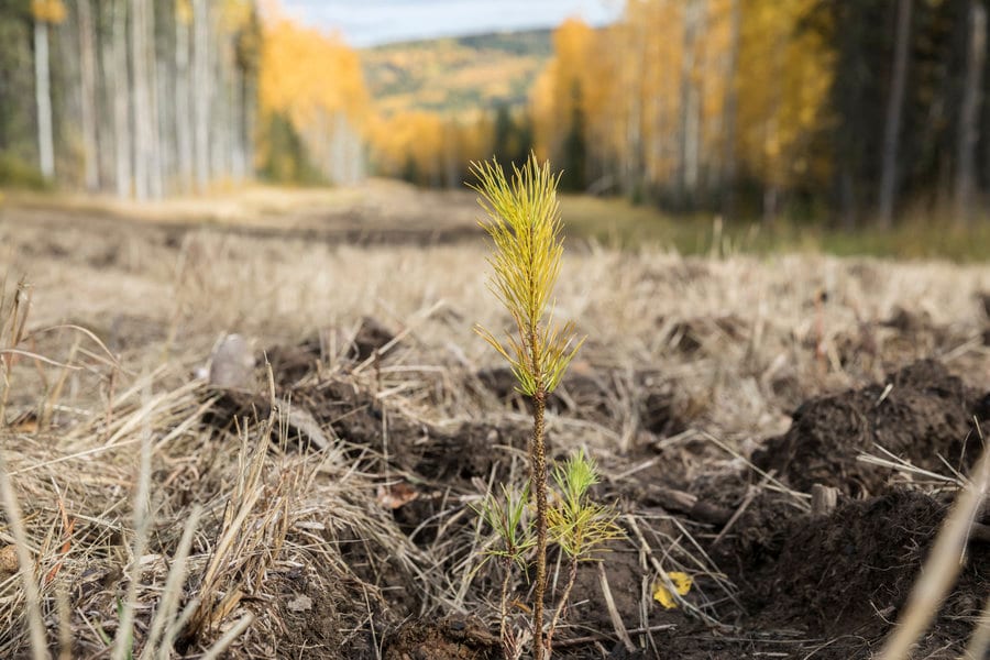 A tree seedling.