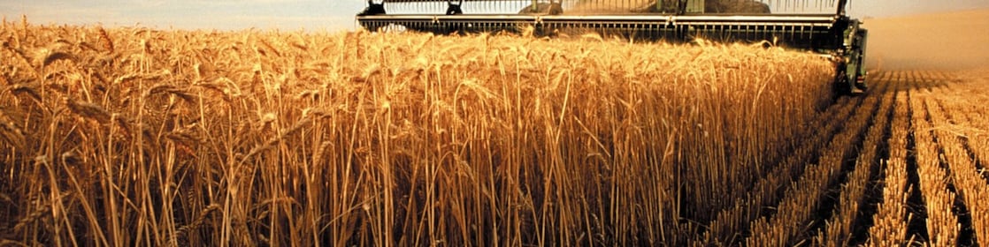 Moisson de maïs par une moissonneuse batteuse