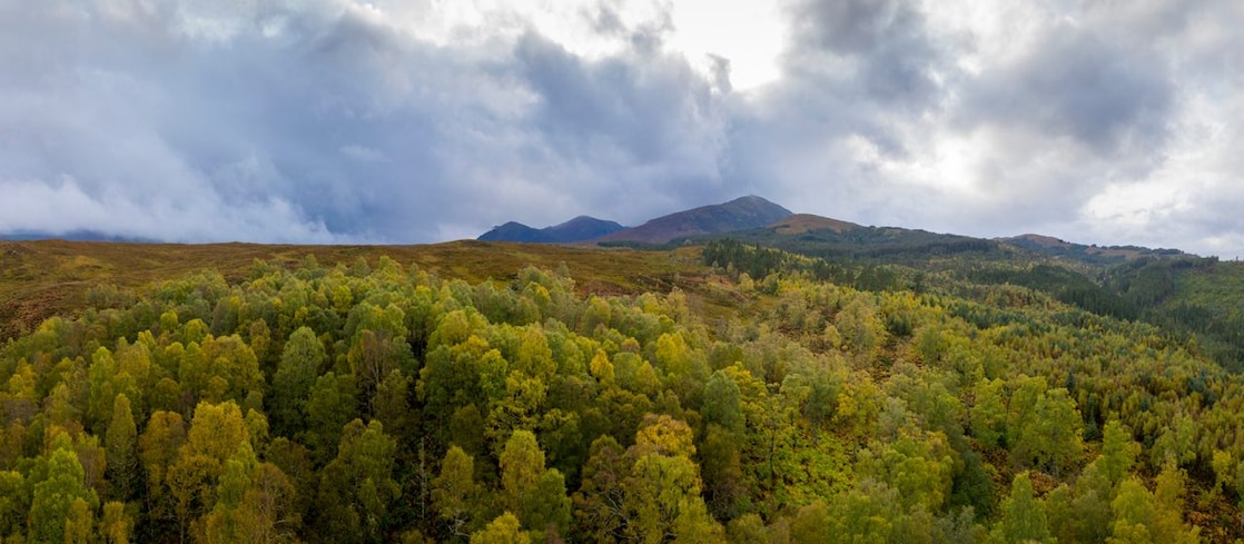 Forest landscape
